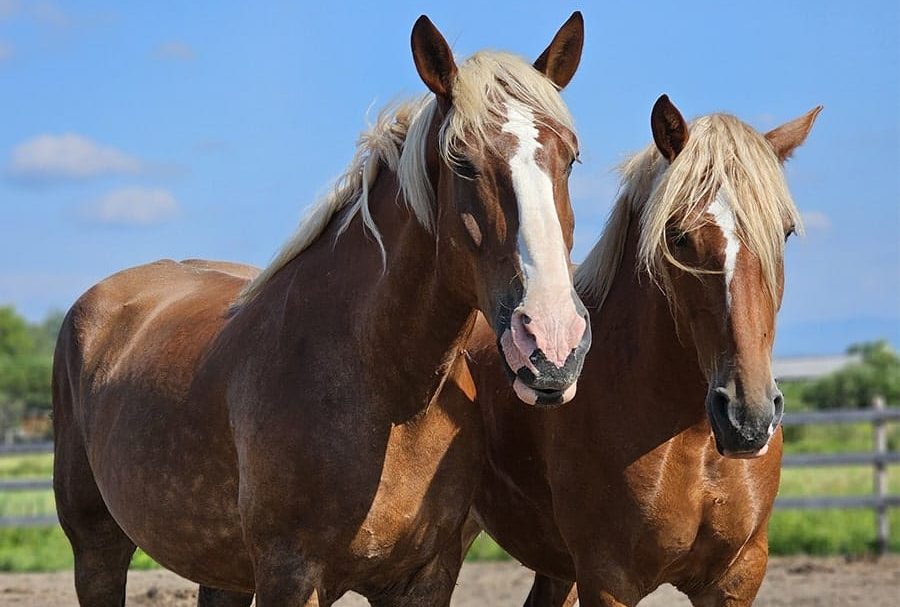 Chevaux_JayEva-min forfait lune d emiel glamping et Montagnards de Charlevoix